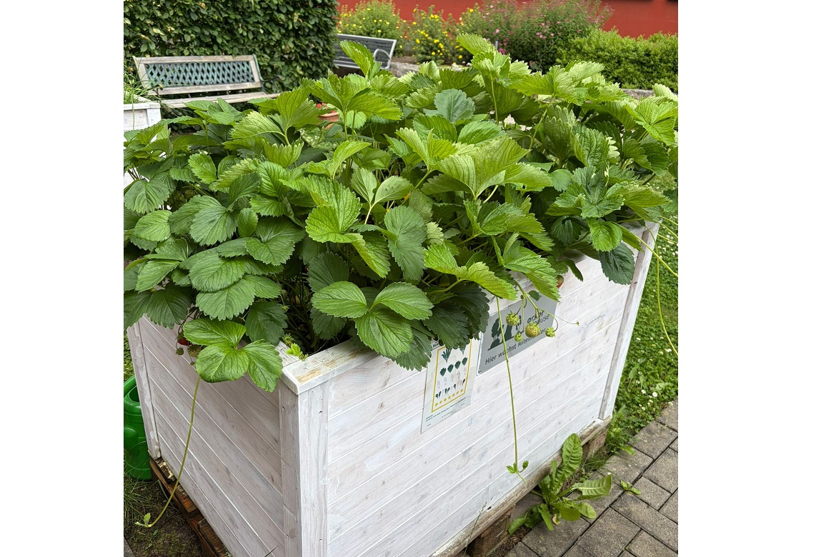 Erdbeertörtchen aus unseren Hochbeeten